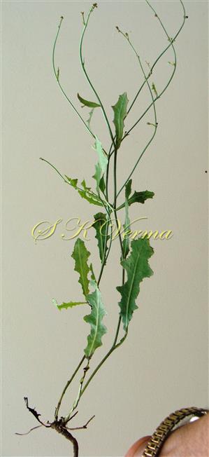  Plant